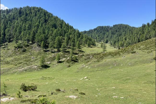 Slika