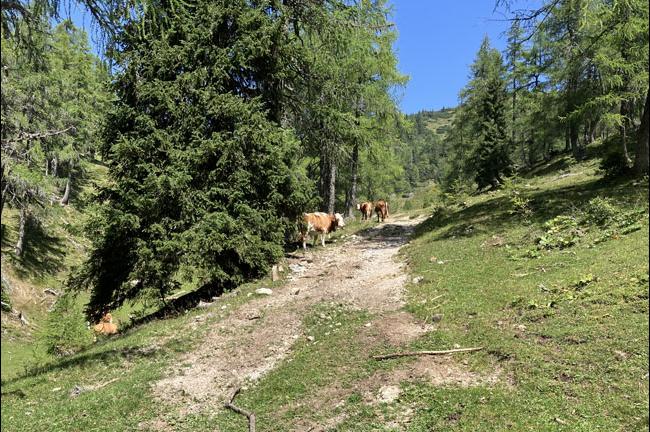 Slika