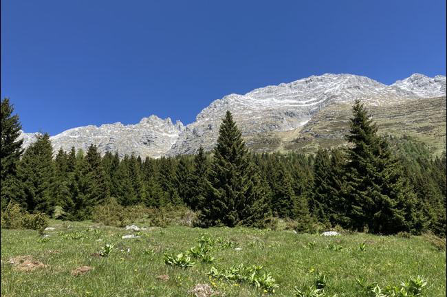 Slika